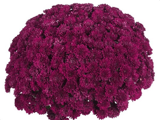 Хризантемы Lagoon Purple черенок  25 грн ожидается